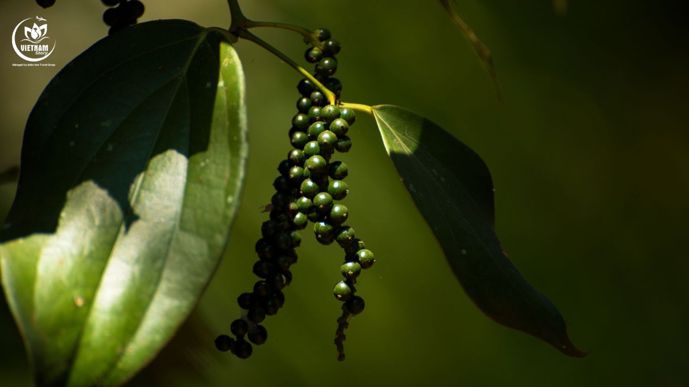 Clusters of ripening red and black peppercorns on vines at a Phu Quoc pepper farm