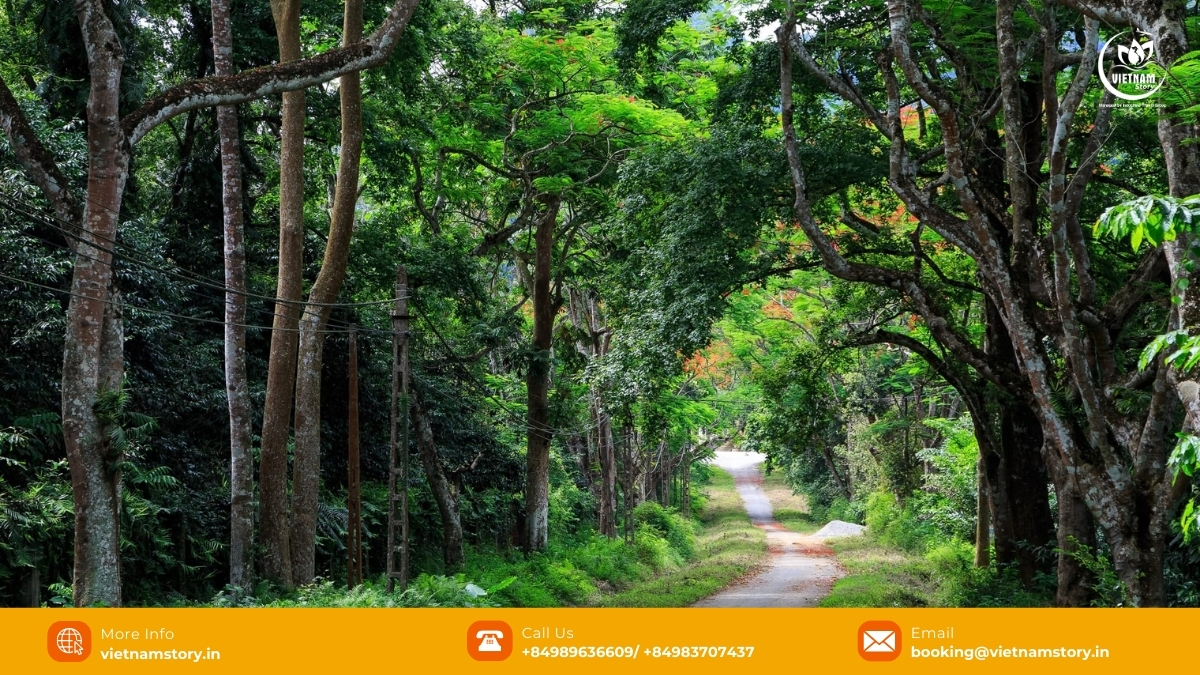 7 Amazing National Parks in Vietnam for Nature Lovers 8 Trekking path through the dense forest of Cuc Phuong National Park, Vietnam's oldest national park.