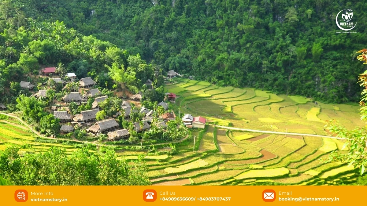 7 Amazing National Parks in Vietnam for Nature Lovers 9 Stunning rice terraces cascading down hills in Pu Luong Nature Reserve, a highlight of Vietnam's northern national parks and reserves.