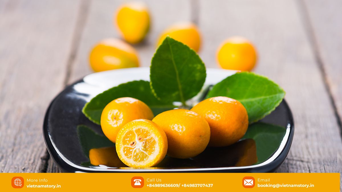 Small Kumquat tree laden with bright orange fruits, a symbol of Tet.