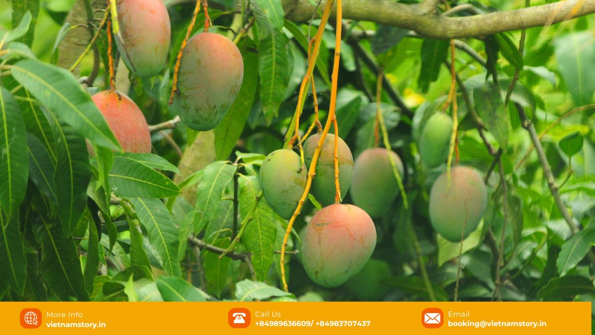 Ripe yellow Vietnamese mangoes, some sliced showing juicy golden flesh.