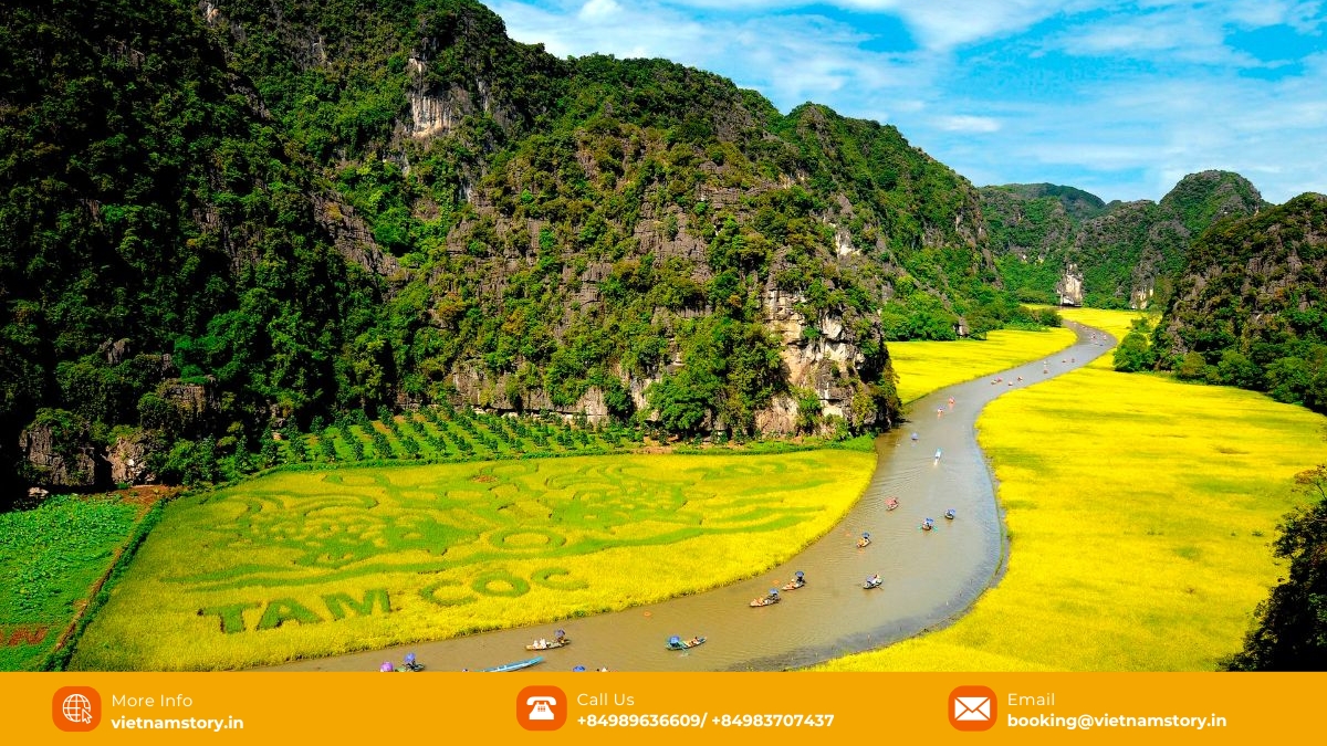 Tam Coc Ninh Binh's rice fields showcasing seasonal beauty