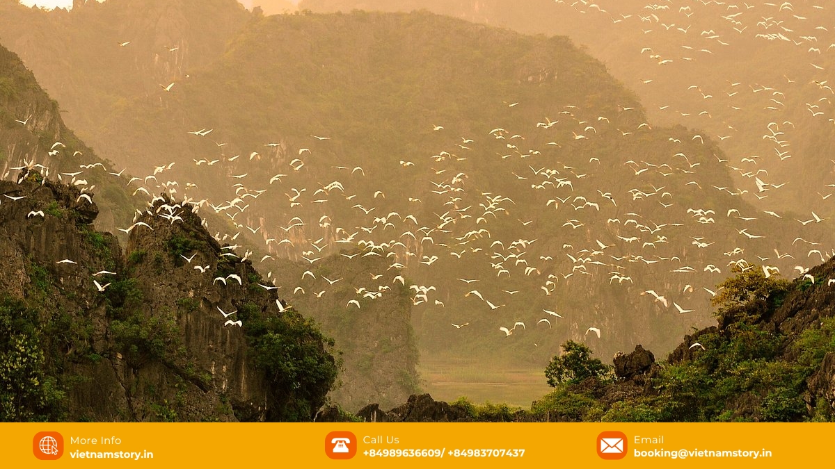 Embrace the evergreen allure of Thung Nham Bird Park in any season, yet let the autumnal magic mesmerize your senses like never before