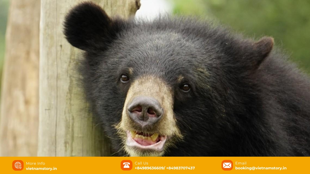 Bears at Bear Sanctuary Ninh Binh.