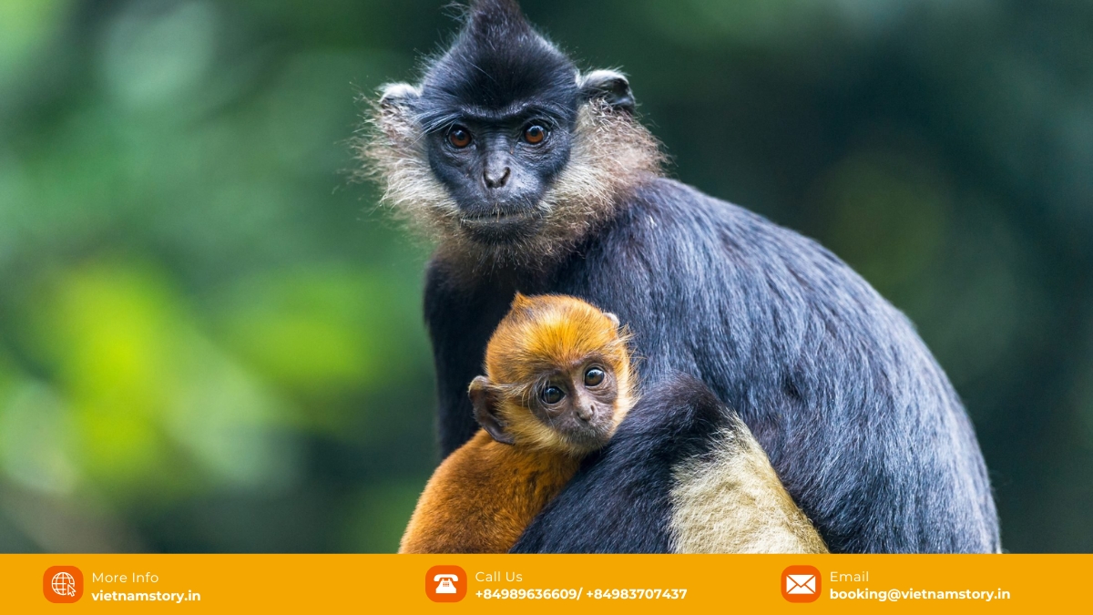 The primate rescue center is not just a rescue center, it is also a place of true healing for these creatures