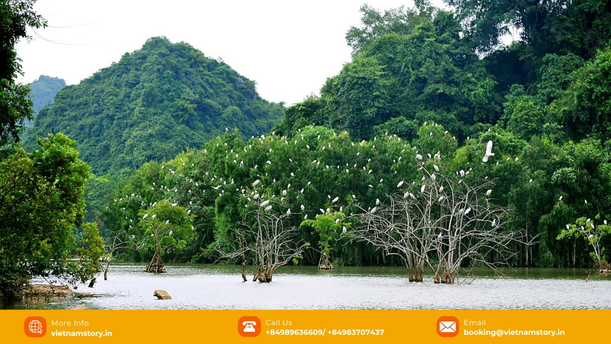 Thung Nham Bird Park, a natural wonderland for bird enthusiasts and nature lovers alike