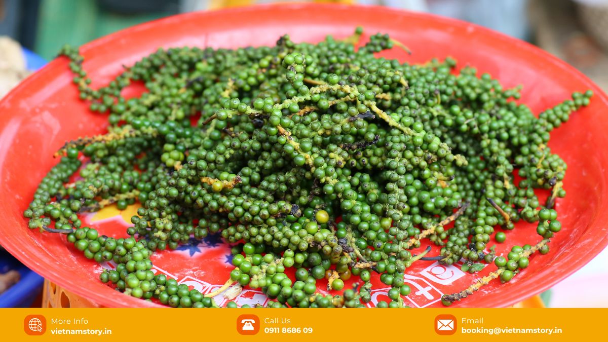 Phu Quoc pepper has a number of medicinal effects