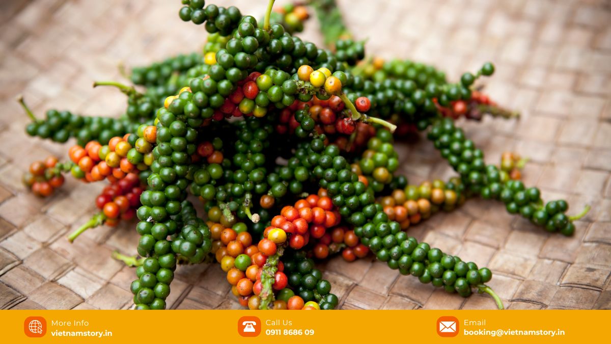 Phu Quoc pepper is famous for its peel, hard seeds, and spicy and strong taste