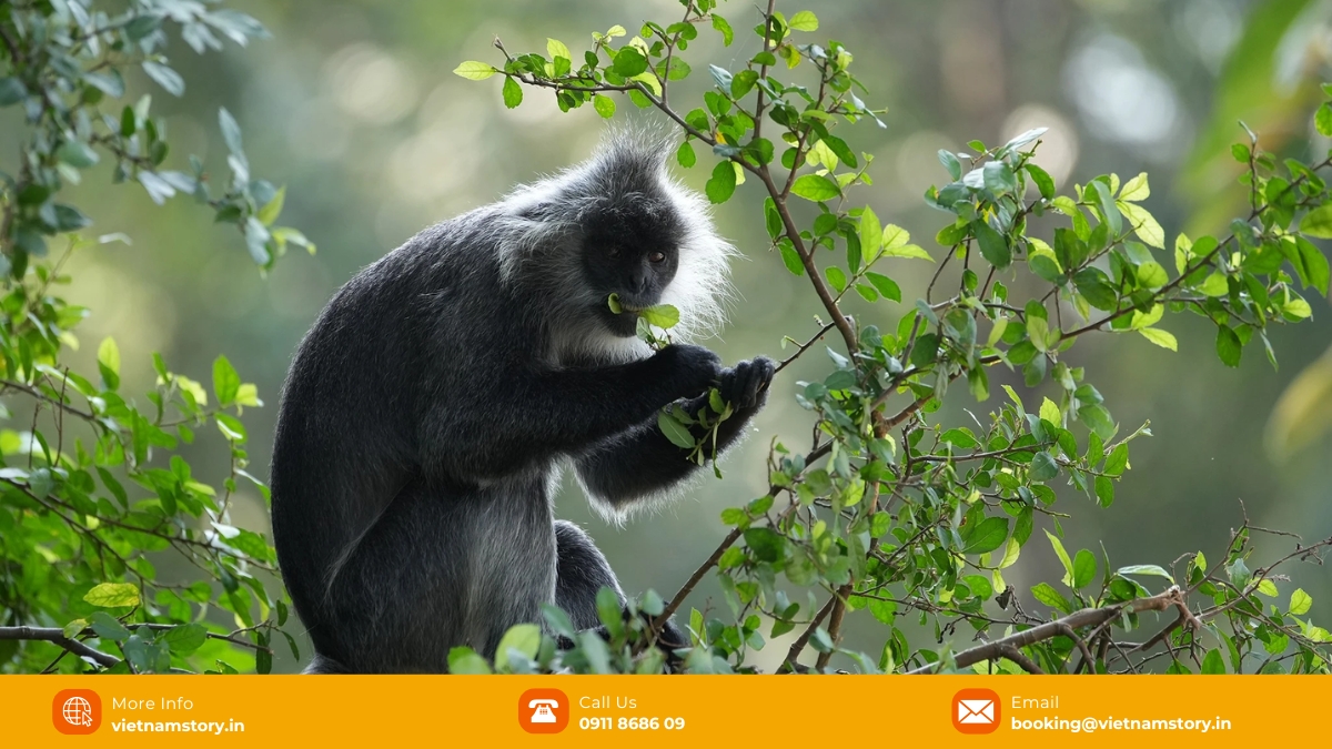 There are many rare species listed in the Red Book of Vietnam