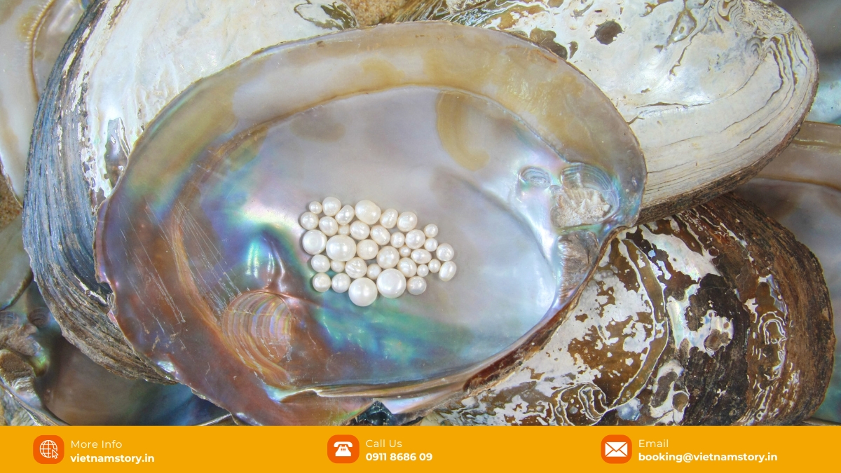 Explore the enchanting world of pearls at a top-notch pearl farm in Phu Quoc