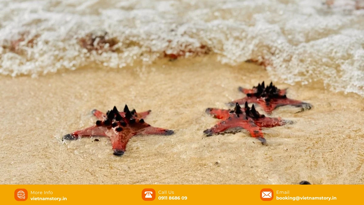 Starfish Beach environmental impact & responsible tourism