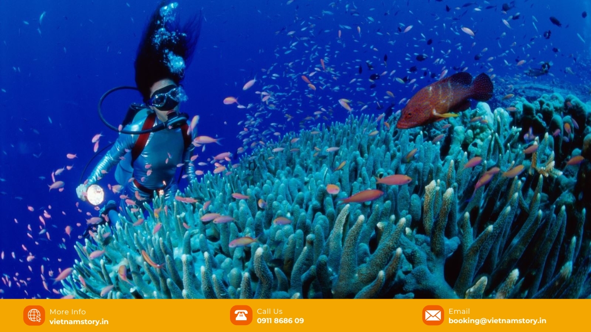 Snorkeling Cham Islands: A beginner's guide to Vietnam's underwater paradise 4 Cham Island snorkeling offers an incredible underwater adventure